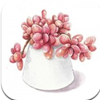多肉花草日记 V1.5安卓版
