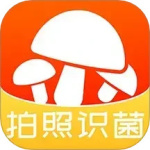 菌窝子最新版